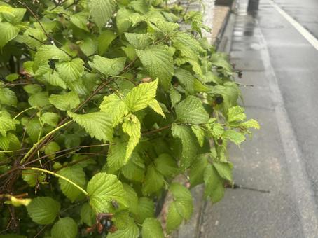 雨の日の草 雨の日の草 雑草,植木,花壇の写真素材