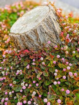切り株 秋,ピンク,木の写真素材