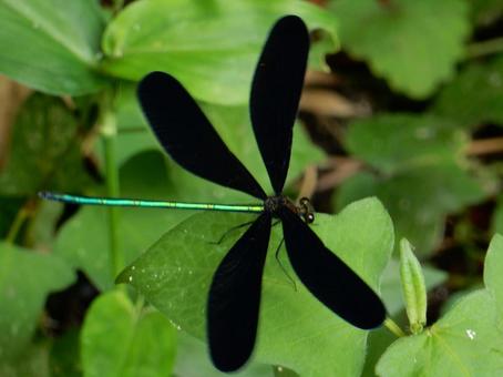 【昆虫写真】ハグロトンボ(羽黒蜻蛉) 【昆虫写真】ハグロトンボ(羽黒蜻蛉)の写真