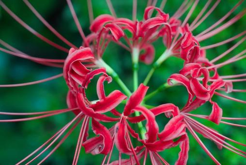 お彼岸に赤色に染める曼殊沙華 お彼岸に赤色に染める曼殊沙華の写真
