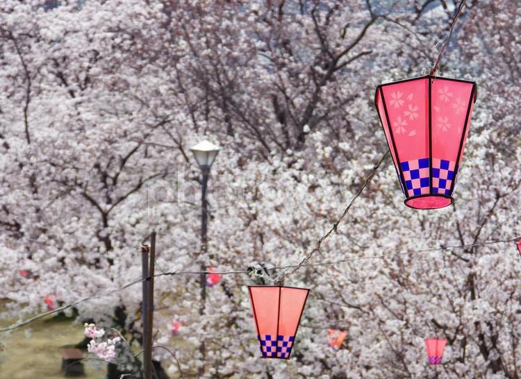 春イメージ〜花見会場の提灯 サクラ,さくら,桜の写真素材