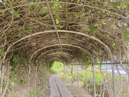 つる 緑道 つる 緑道の写真