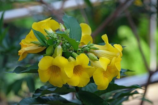 アラマンダの花 アラマンダの花 アラマンダ,キョウチクトウ科,花木の写真素材
