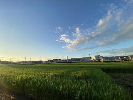 夏の朝 夏の朝の写真
