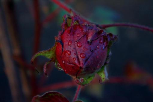 赤いつぼみの綿花 赤いつぼみの綿花の写真