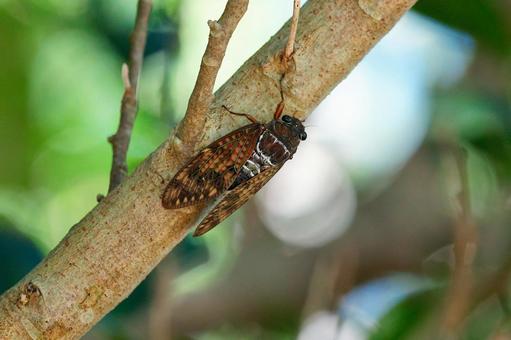Photo, abra zemi, insect, natural, 