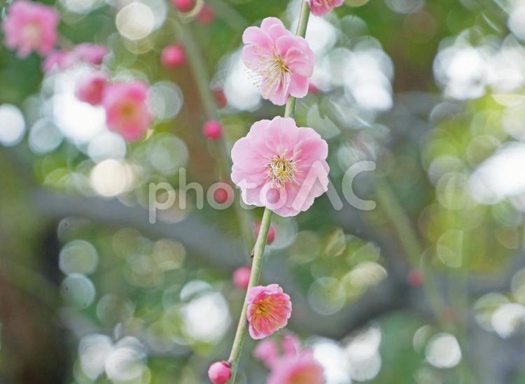 淡いピンクのしだれ梅 玉ボケ 梅,花,しだれ梅の写真素材