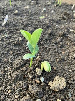 大豆の芽と双葉 大豆の芽と双葉の写真