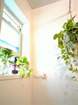 観葉植物 バスルーム 風呂場 ポトス 観葉植物 バスルーム 風呂場 ポトス 観葉植物,バスルーム,風呂場の写真素材