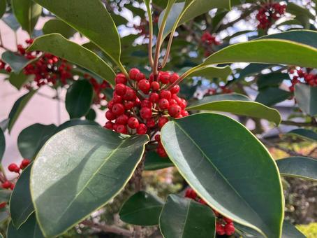 赤い実のついたクロガネモチ 木,赤い実,庭木の写真素材