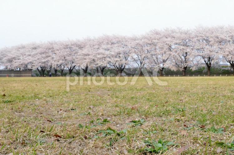 満開の桜に囲まれた公園（夕方）05 桜,桜並木,満開の写真素材