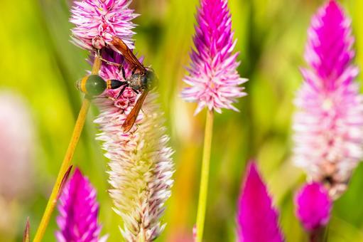スズバチ⑷ スズバチ⑷の写真