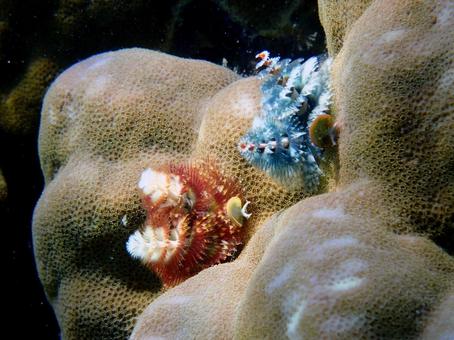 イバラカンザシ イバラカンザシ 魚,海,沖縄の写真素材