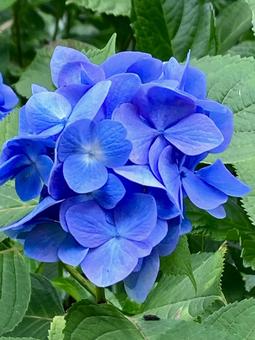 かわいいブルーのあじさい アップ かわいいブルーのあじさい アップ あじさい,紫陽花,青の写真素材