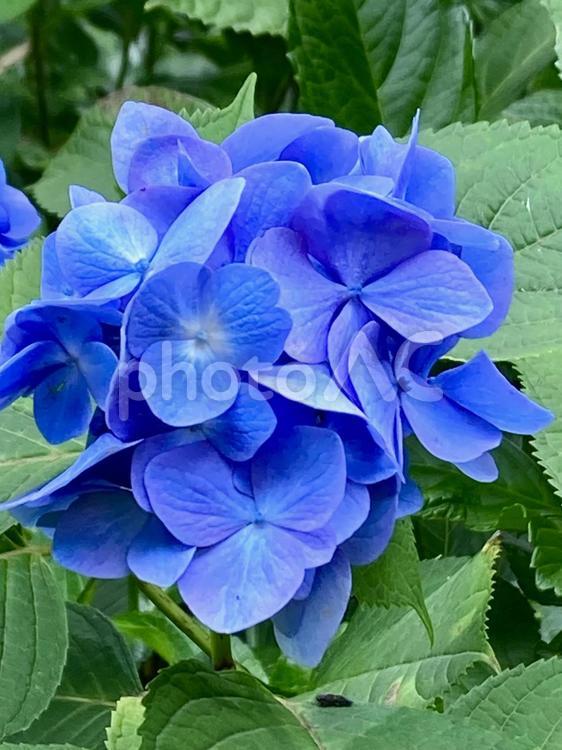 かわいいブルーのあじさい　アップ あじさい,紫陽花,青の写真素材