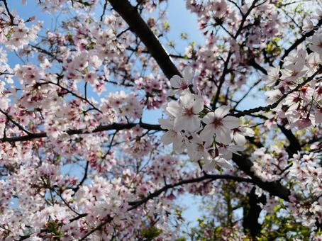 Cherry Blossoms, poor, flower, spring, JPG