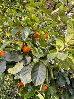 柿の木と実 柿,木,実の写真素材
