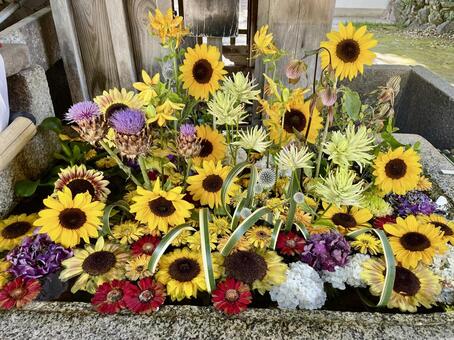夏を彩る北野天満宮のひまわりの花手水 花手水,北野天満宮,京都の写真素材