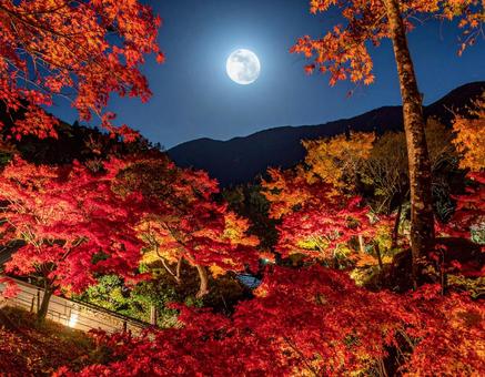 中秋の名月 中秋の名月の写真