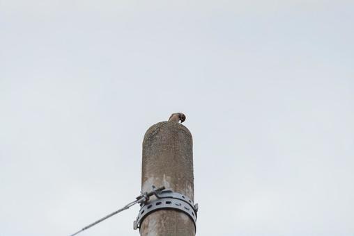 A sparrow looking around from the top of a utility pole, sparrow, birdie, wild bird, JPG