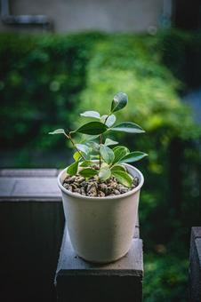 小さなガジュマル ガジュマル,観葉植物,レインツリーの写真素材