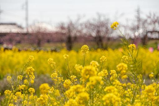 背景がピンク色の菜の花畑 背景がピンク色の菜の花畑の写真