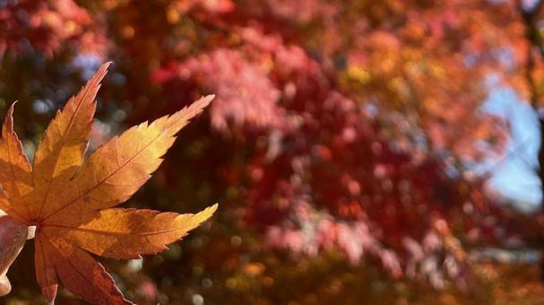 紅葉 秋 紅葉 秋の写真