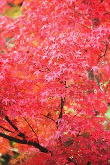 紅葉 紅葉の写真
