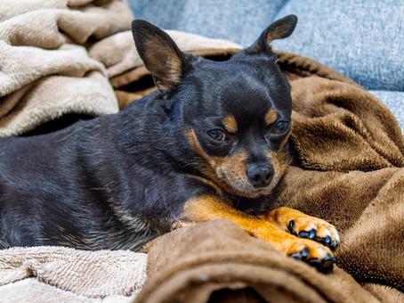 ソファで寝る小型犬・チワワ・ミニピン ソファで寝る小型犬・チワワ・ミニピンの写真