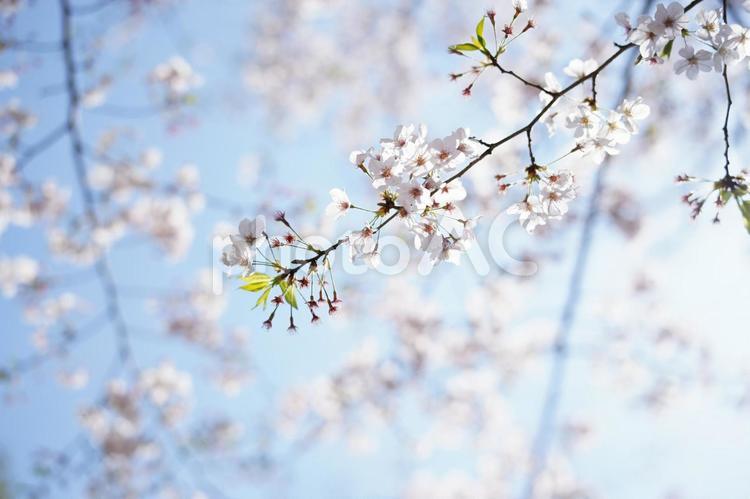桜の花 桜,青空,お花見の写真素材