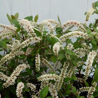 Spring flowering tree, Meadowsweet flower, JPG