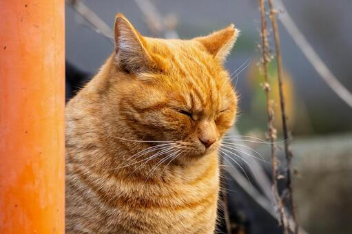 猫(317) 猫,食肉目,ネコ科の写真素材