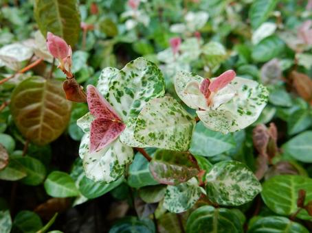 【f花の写真】 ハツユキカズラ 【f花の写真】 ハツユキカズラ ハツユキカズラ,初雪葛,植物の写真素材