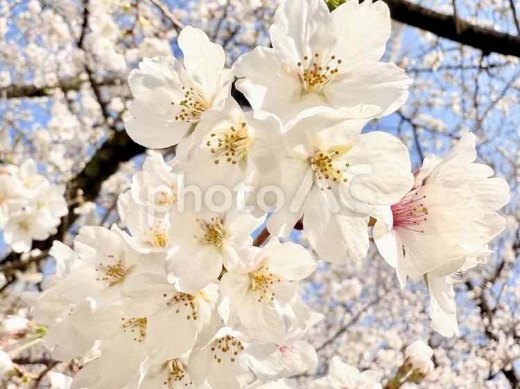 桜(ソメイヨシノ)のアップ 桜,ソメイヨシノ,クローズアップの写真素材