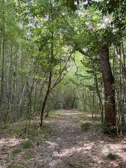 竹林 竹林,木漏れ日,森林の写真素材