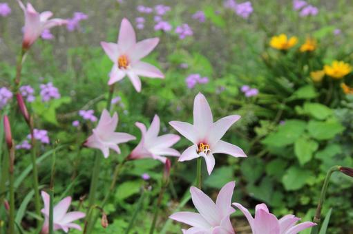 ハブランサスの咲く風景 ハブランサス,漏斗状,夏秋の写真素材