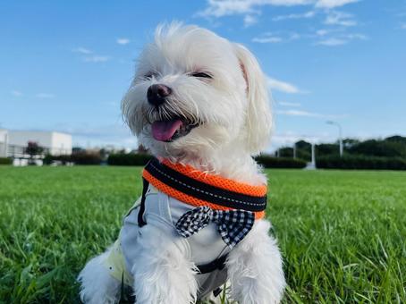 かわいいマルチーズ かわいいマルチーズ 犬,マルチーズ,かわいい犬の写真素材