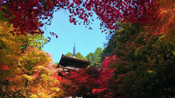 金剛輪寺 湖東三山,もみじ,紅葉の写真素材