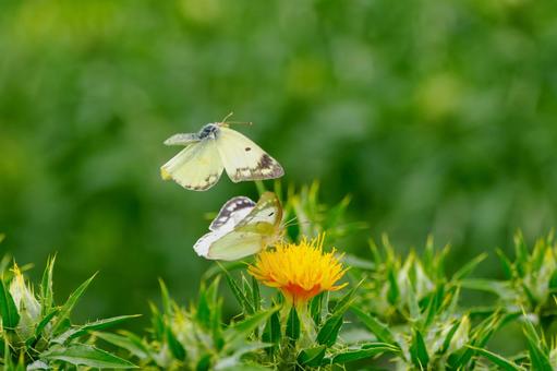 Colias ⒅, JPG