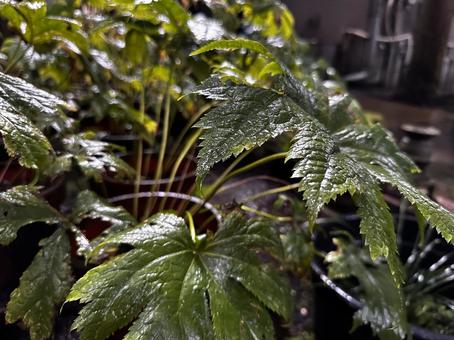 雨の日の植物 雨の日の植物 自然,ふきのとう,春の写真素材