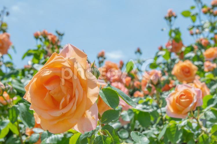 薔薇　２７　オレンジのバラと青空 オレンジ,オレンジ色,橙色の写真素材