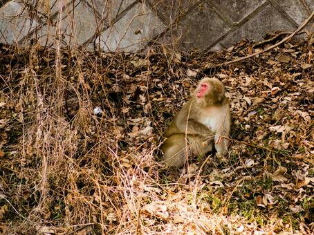 冬の陽だまりで枯れ葉に座るニホンザル 猿,ニホンザル,野生動物の写真素材