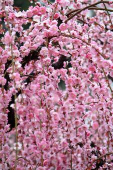 ウメの花 ウメの花 ウメ,花,植物の写真素材
