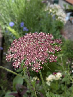 ダウカス ダーラの花 ダウカス ダーラの花 ダウカスダーラ,ブラックレースフラワー,花の写真素材