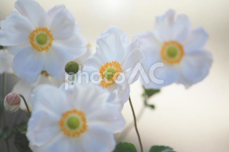 シュウメイギク2023 シュウメイギク,白,花の写真素材