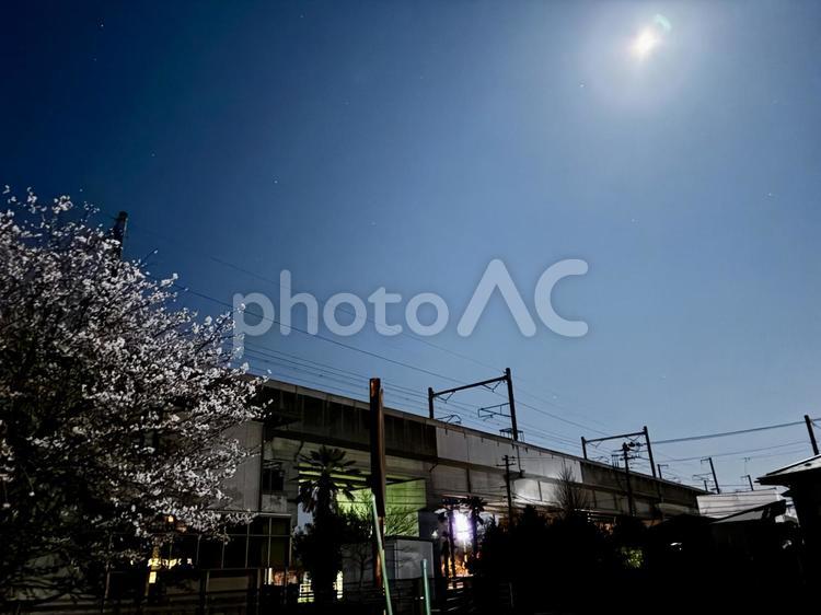 月明かりと夜桜 夜空,月,星の写真素材