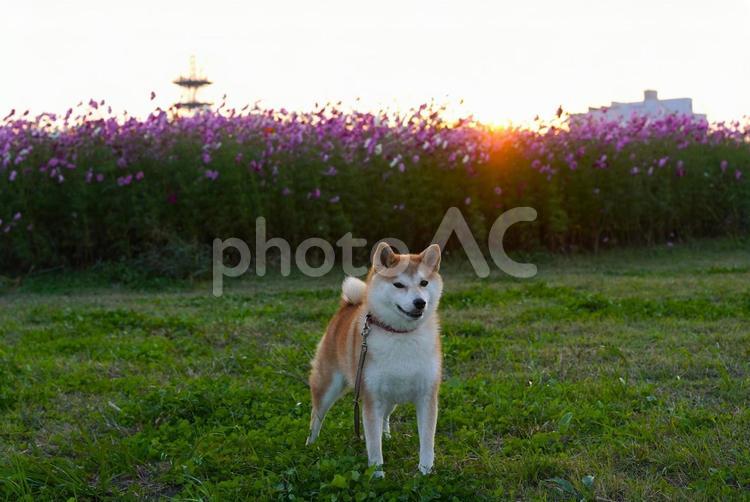 コスモス畑に沈む太陽とゆず 柴犬,犬,日本犬の写真素材