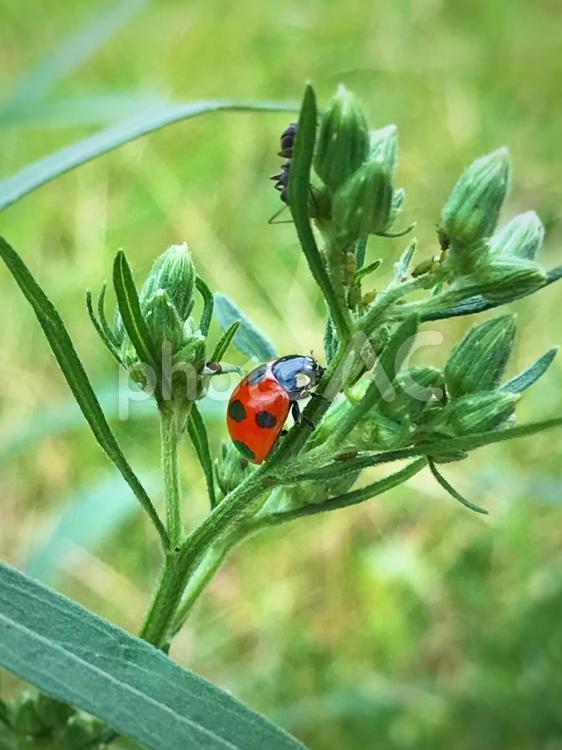 雑草にとまるてんとう虫 てんとう虫,昆虫,虫の写真素材