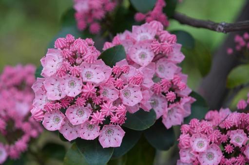 Photo, kalmia, আমেরিকান রডোডেনড্রন, স্প্রিং ফুল, 