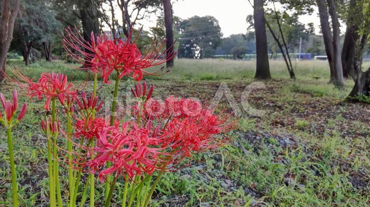 9月中旬に咲く彼岸花 彼岸花,ひがんばな,ヒガンバナの写真素材